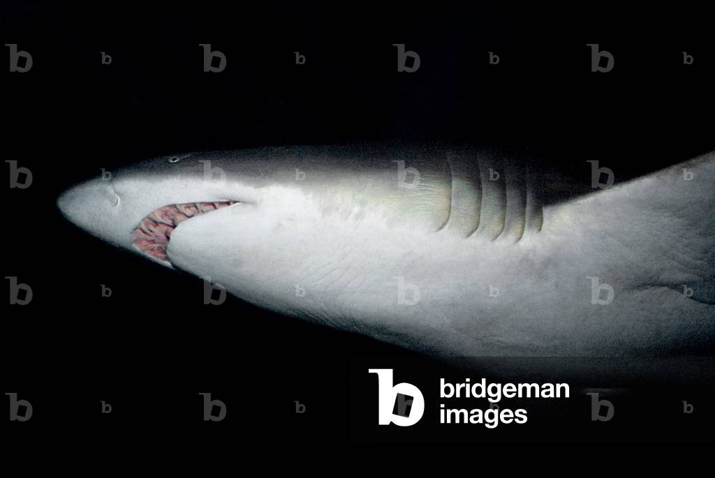 Grey nurse shark (Carcharias taurus, endangered-IUCN) from below AQWA (Aquarium of Western Australia) Perth, Western Australia VERY GRAINY (photo)
