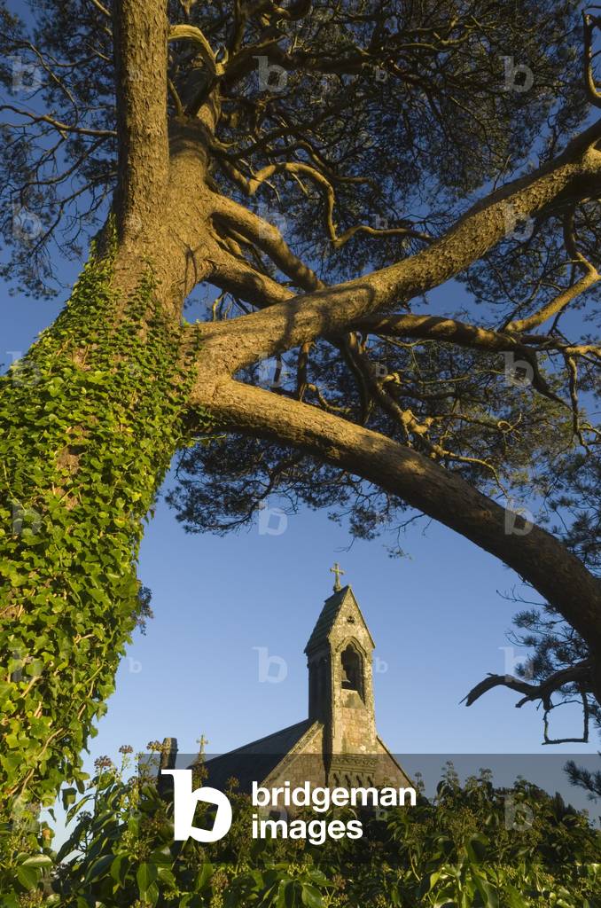 St. Nicholas Church & Scots Pine, Nicholaston, Gower, S.Wales, UK (photo)
