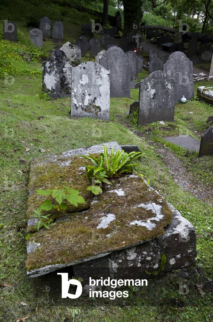 Weeds growing through cracked grave ledger in countryside churchyard, St. Illtyd's Church, Oxwich, Gower, South Wales, United Kingdom, 2020 (photo)