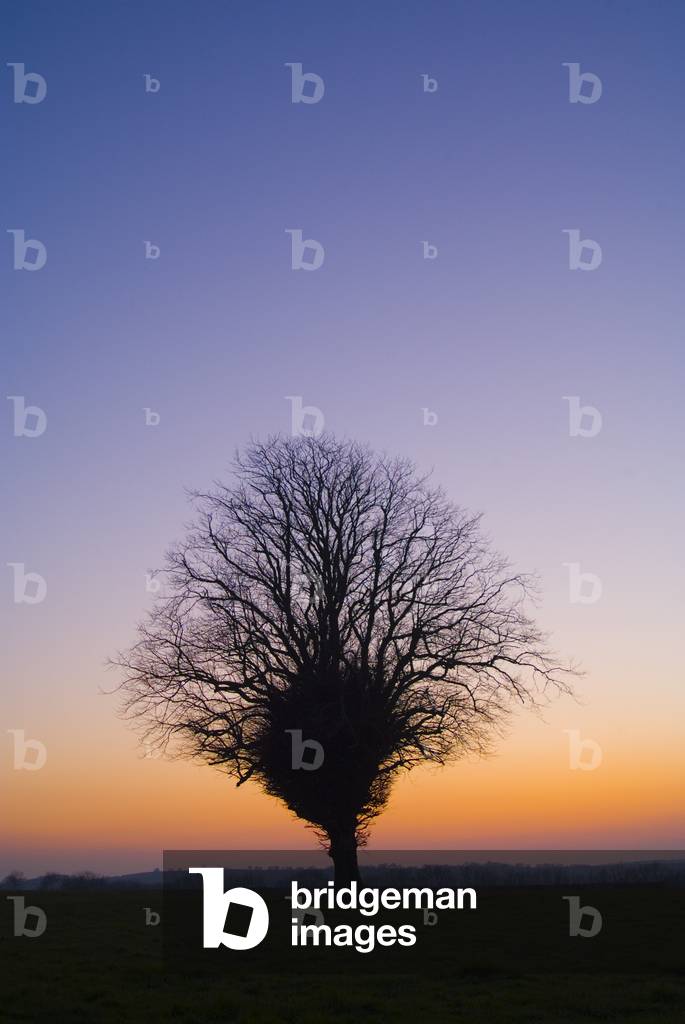 Leafless winter tree (Common Lime-Tilia x vulgaris) silhouetted in sunset afterglow, near Crymych, Pembrokeshire Coast National Park, West Wales, United Kingdom (photo)