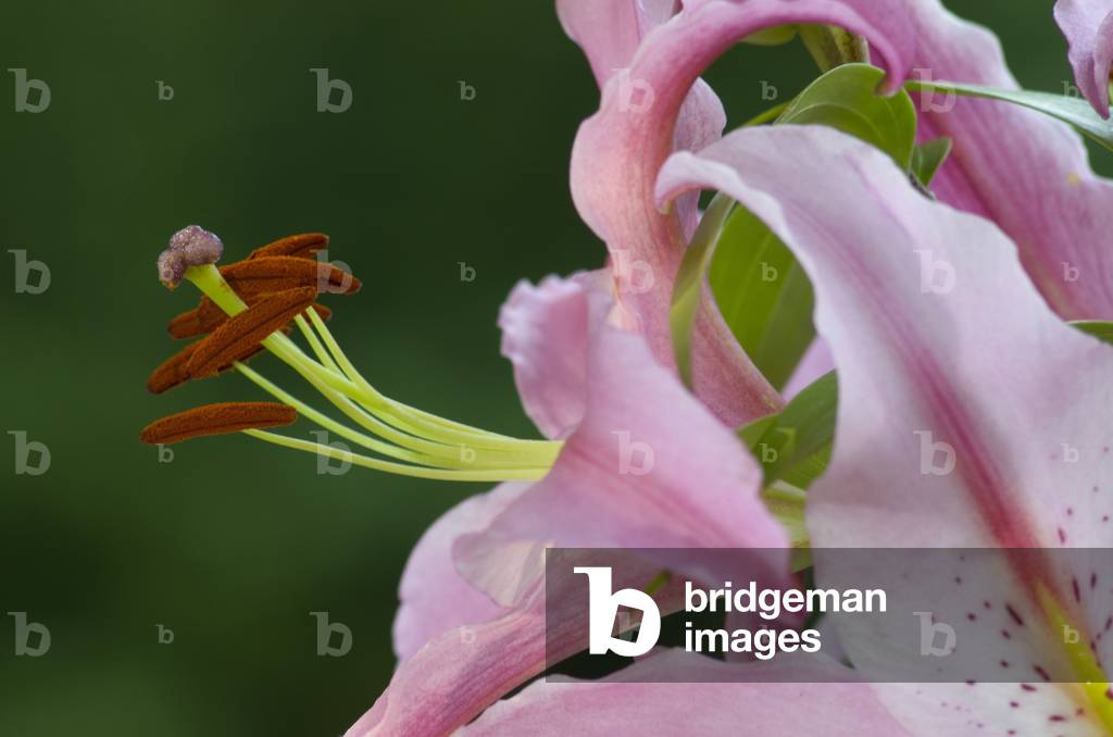 Lilium 'Stargazer', Hunky Dory Garden, Holtsfield, Murton, S.Wales, UK (photo)