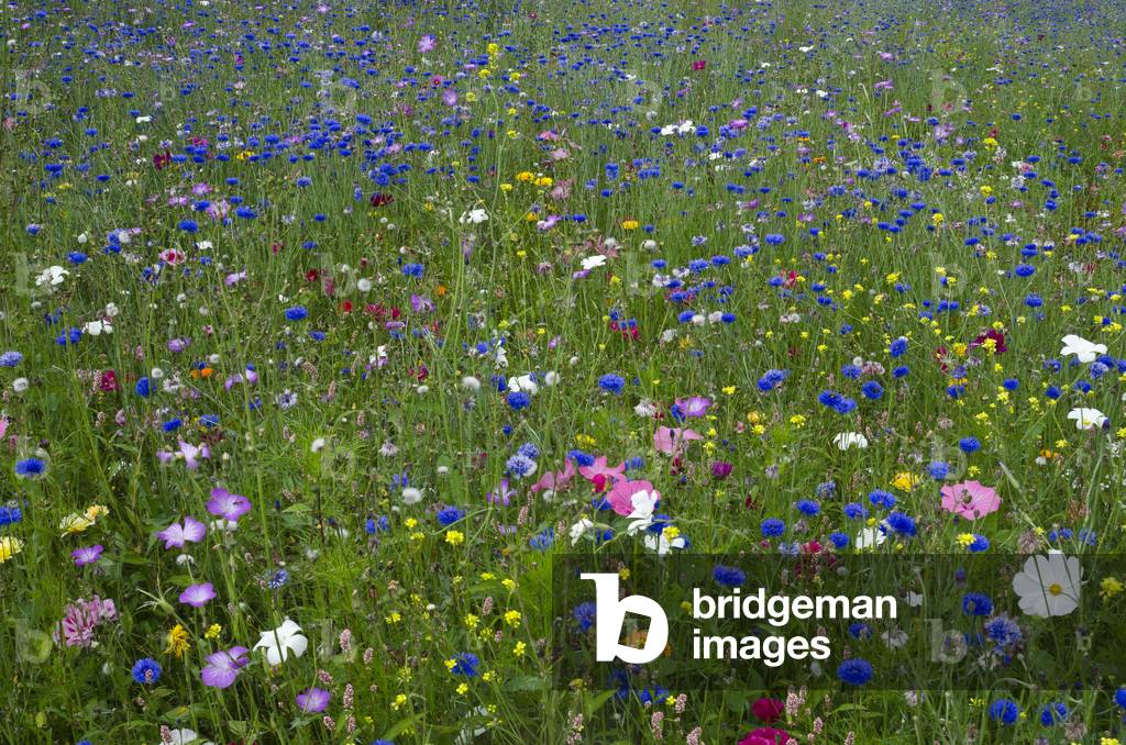 Ornamental Flower Meadow (predominantly blue Cornflowers - Centaurea cyanus (photo)
