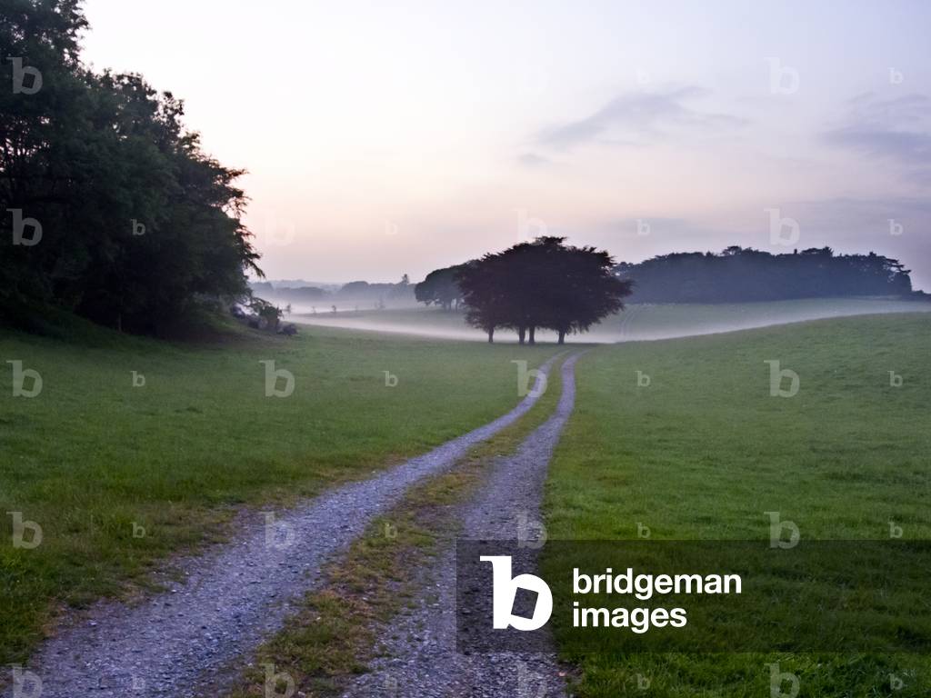 Track through misty field with copper beeches, Gower, South Wales (photo)