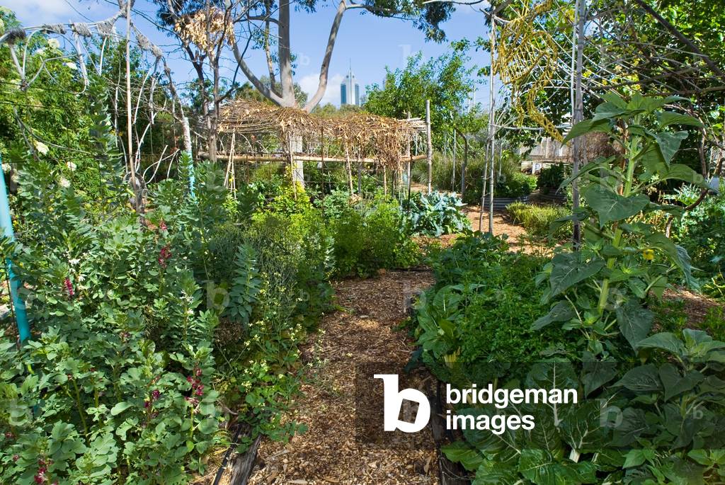 Organic kitchen garden City Farm Perth, Western Australia (photo)