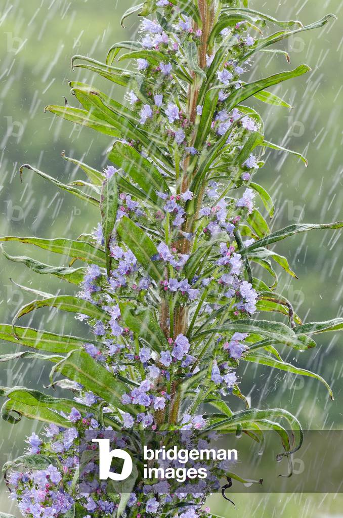 Flowering Tree Echium in rain Holtsfield garden, Gower, South Wales, UK (photo)