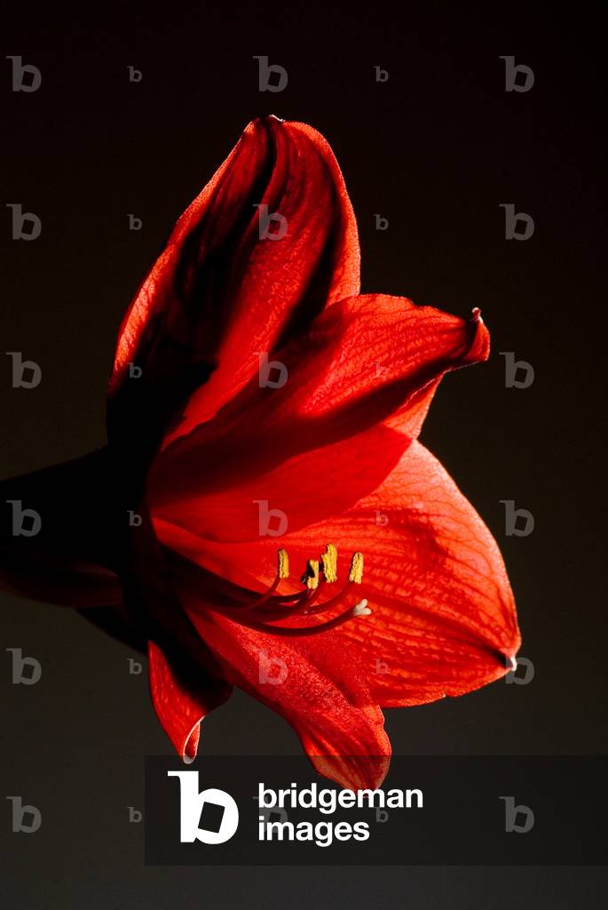 Amaryllis/Hippeastrum sp., backlit open flower, anthers & stamens (photo)
