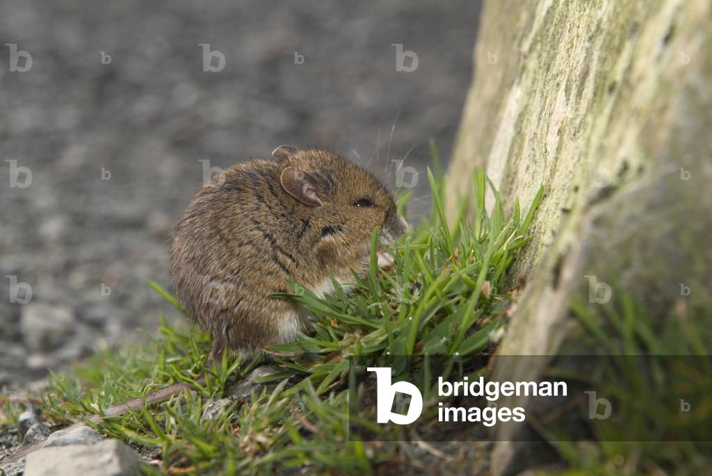 Wood mouse (Apodemus sylvaticus), Llyn Elsi, near Betws-y-Coed, Snowdonia National Park, North Wales, United Kingdom (photo)