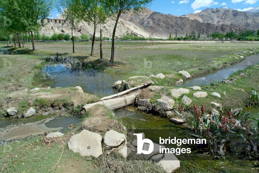 An agricultural irrigation channel running through fertile wetlands in the Indus valley, Shey, Ladakh, India (photo)