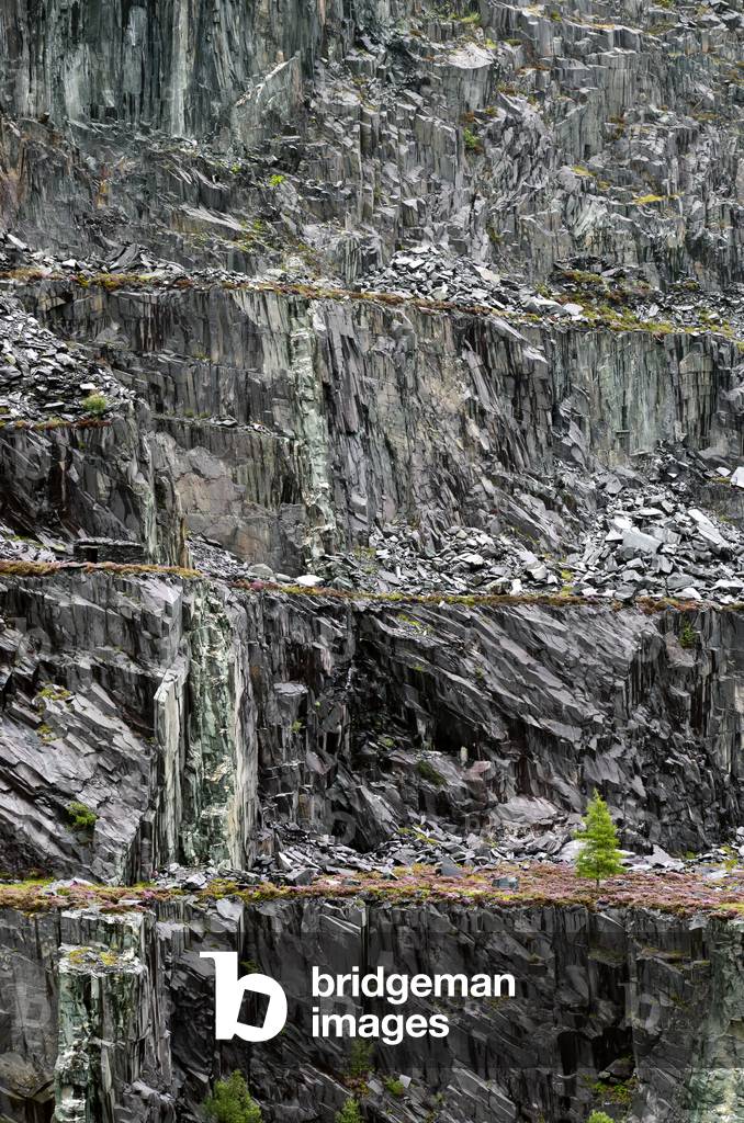 Larch Tree and Miners' Powder Hut, Dinorwic Quarry, Llanberis, Snowdonia, Gwynedd, North Wales, UK (photo)