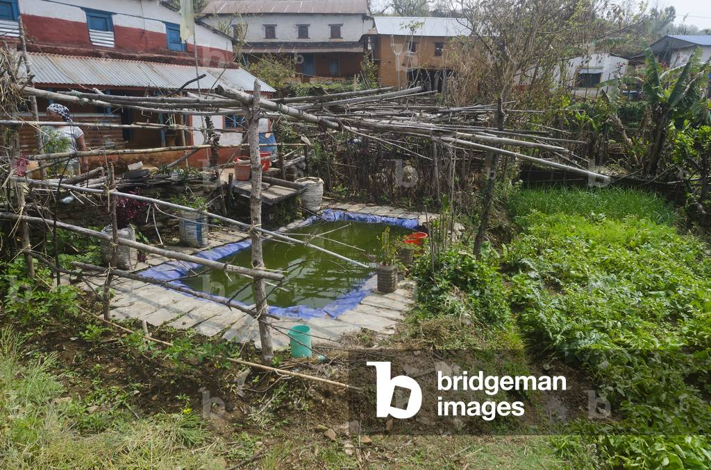 Farmyard in subsistence hillfarming village in Himalayan foothills, Majhthana, near Pokhara, Nepal (photo)