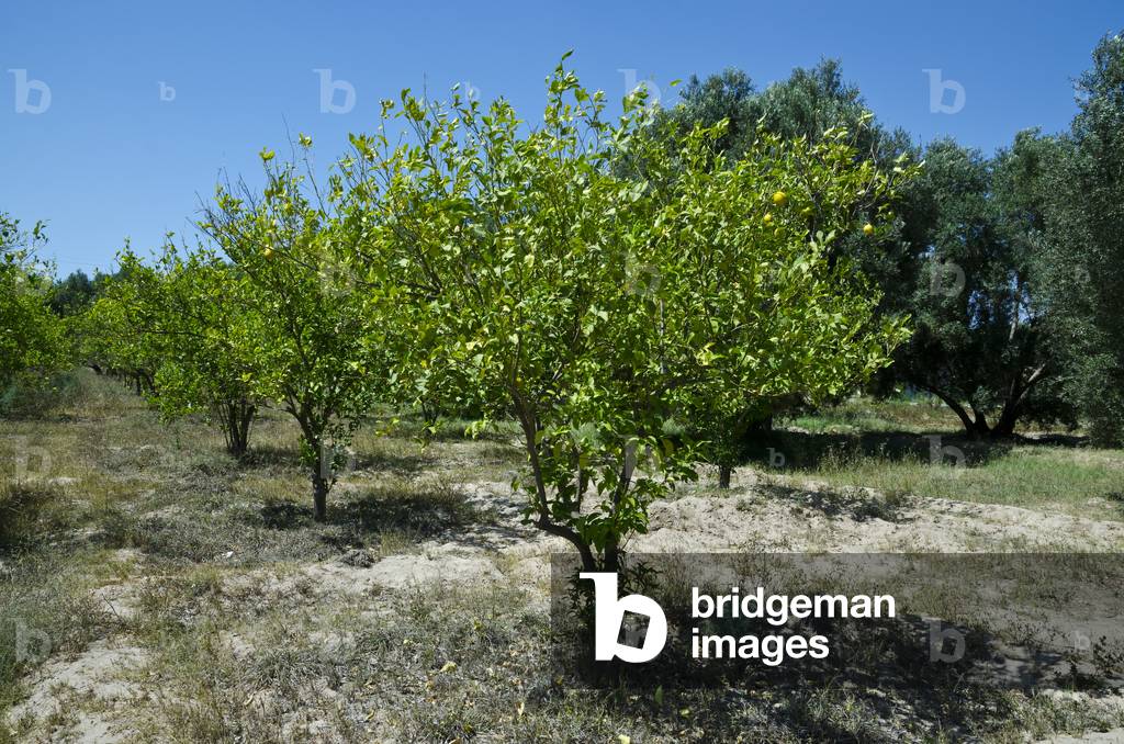 Lemon tree orchard, Souss River Valley, near Taroudant, Souss-Massa-Draa Region, Morocco (photo)