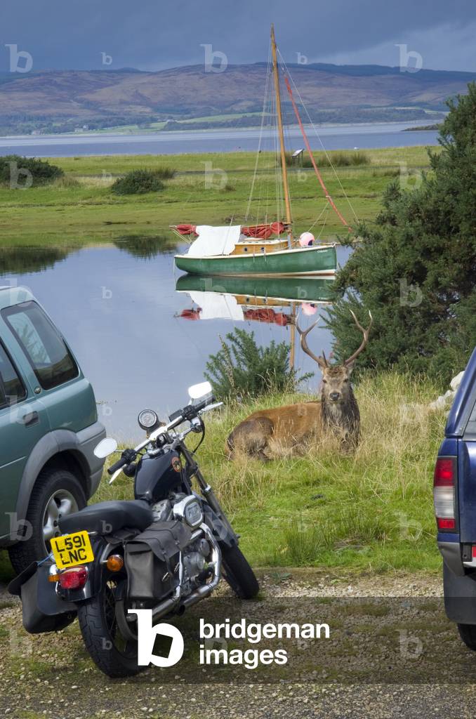 Red Deer (Cervus elaphus) stag during rut resting by a loch, Lochranza, Isle of Arran, North Ayrshire, Scotland, UK (photo)