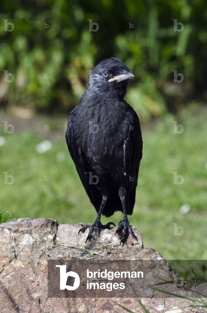 Fledgling jackdaw, Gower, South Wales (photo)