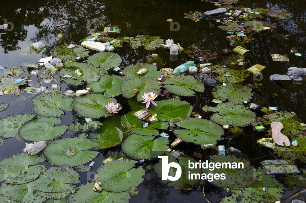 Lotus flowering in polluted rubbish-strewn lake
Mandore Gardens, Mandore,
Jodhpur, Rajasthan, India (photo)