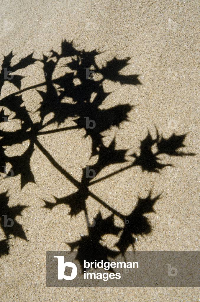 Shadow of Sea Holly (Eryngium Maritimum) on Sand Dune, Oxwich National Nature Reserve, Gower, S.Wales, UK (photo)