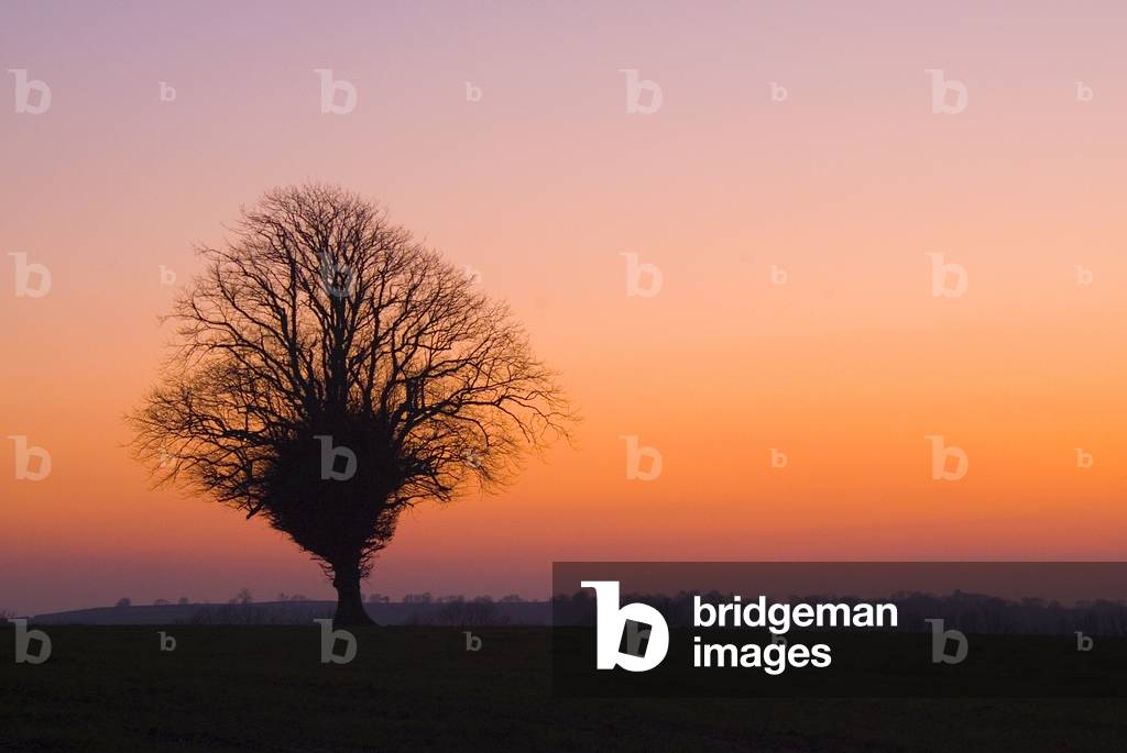 Leafless winter tree (Common Lime-Tilia x vulgaris) silhouetted in sunset afterglow, near Crymych, Pembrokeshire Coast National Park, West Wales, United Kingdom (photo)