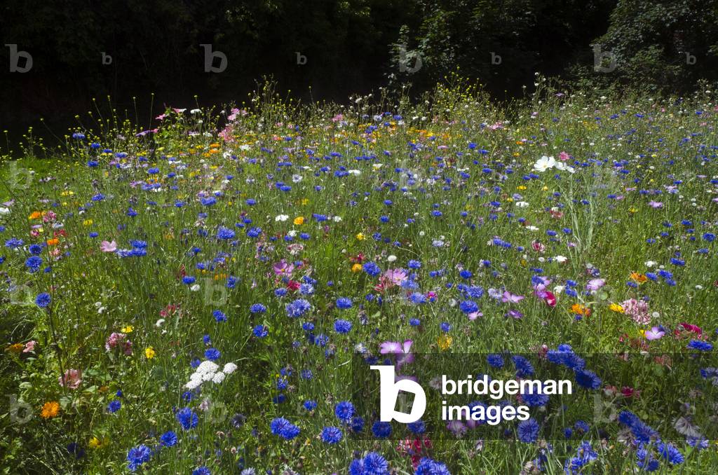 Ornamental flower meadow (predominantly blue cornflowers - Centaurea cyanus) in front of woodland
Singleton Park, Swansea, South Wales, UK