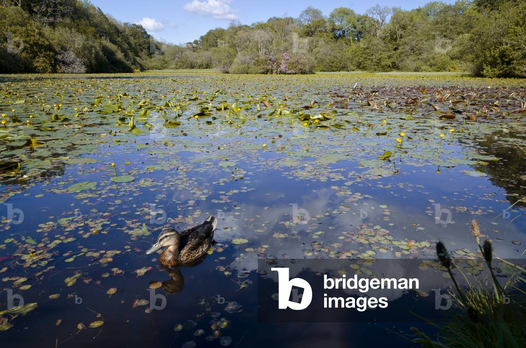 Mallard duck on rural woodland lily lake in spring, Fairwood Lake, Gower, South Wales, UK (photo)