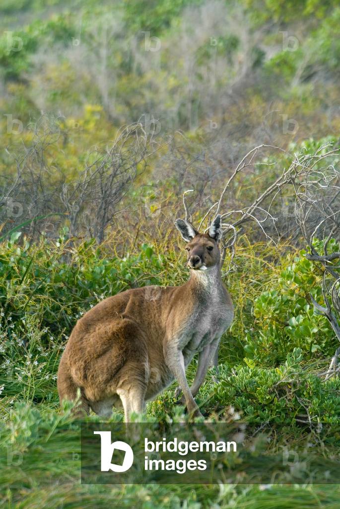 Western grey kangaroo (Macropus fuliginosis or alternately Macropus fuliginosus) male, Hangover Bay, Nambung National Park, Western Australia (photo)