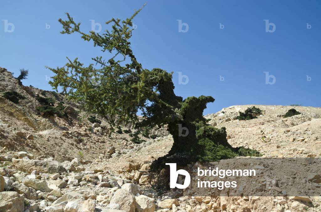Stunted Argan (Argania spinosa, endemic) trees in semi-arid High Atlas landscape, cut & overgrazed, near Riad, Taroudant Province, Morocco (photo)