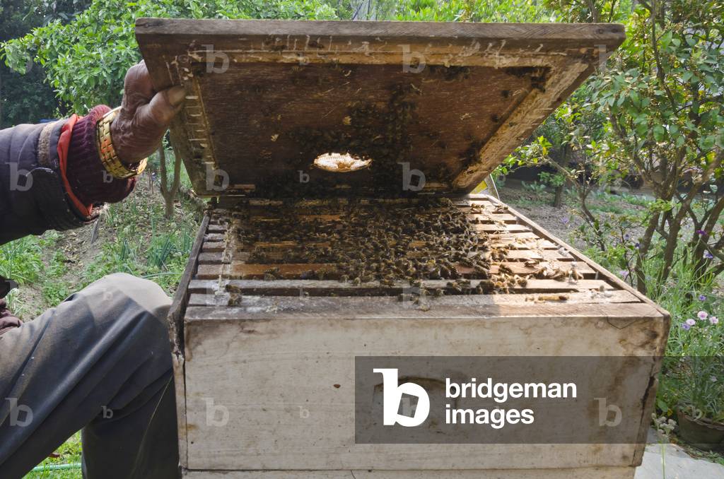 Beekeeper showing bees on open beehive, Kahare, Chalnakhel, Kathmandu Valley, Nepal (photo)