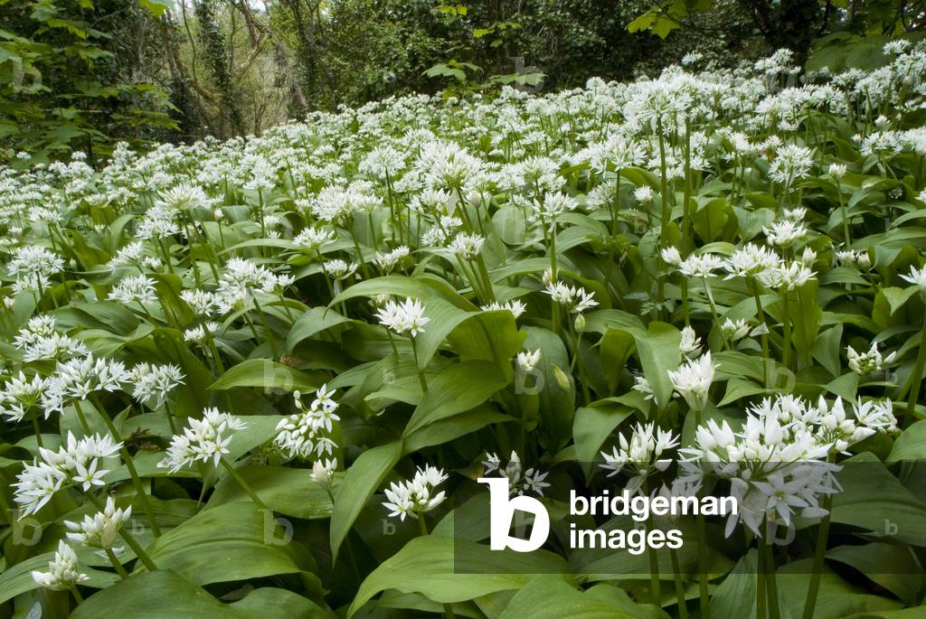Ramsons (Allium ursinum) flowers opening in spring woodland, Bishops Wood, Gower, South Wales, UK (photo)