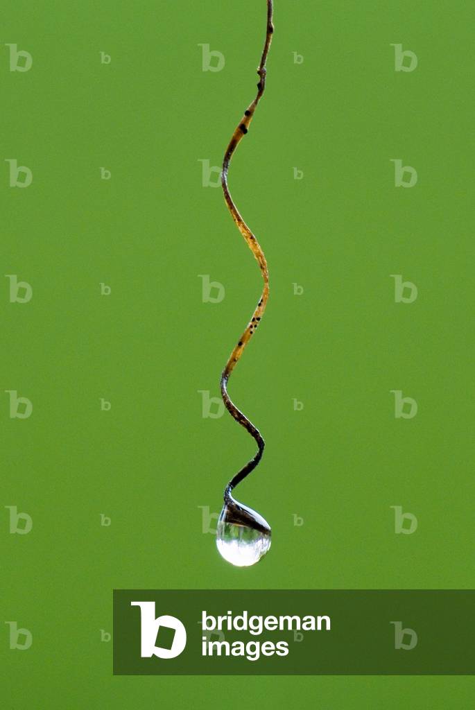 Dewdrop on tendril of Passionflower, Holtsfield Garden, Gower, Wales (photo)