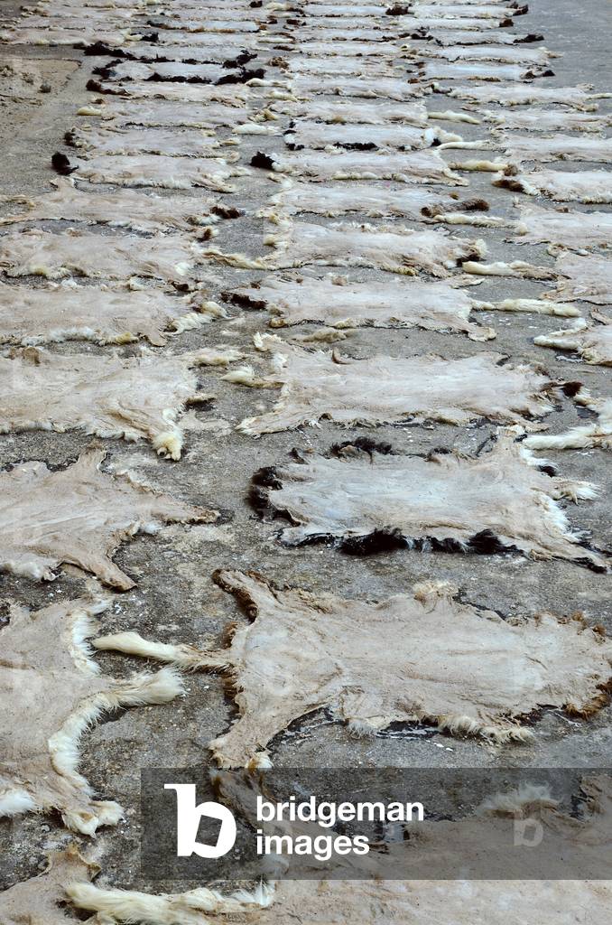 Traditional Moroccan tannery: Soaked animal skins left to dry on ground, Taroudant, Souss-Massa-Draa Region, Morocco (photo)