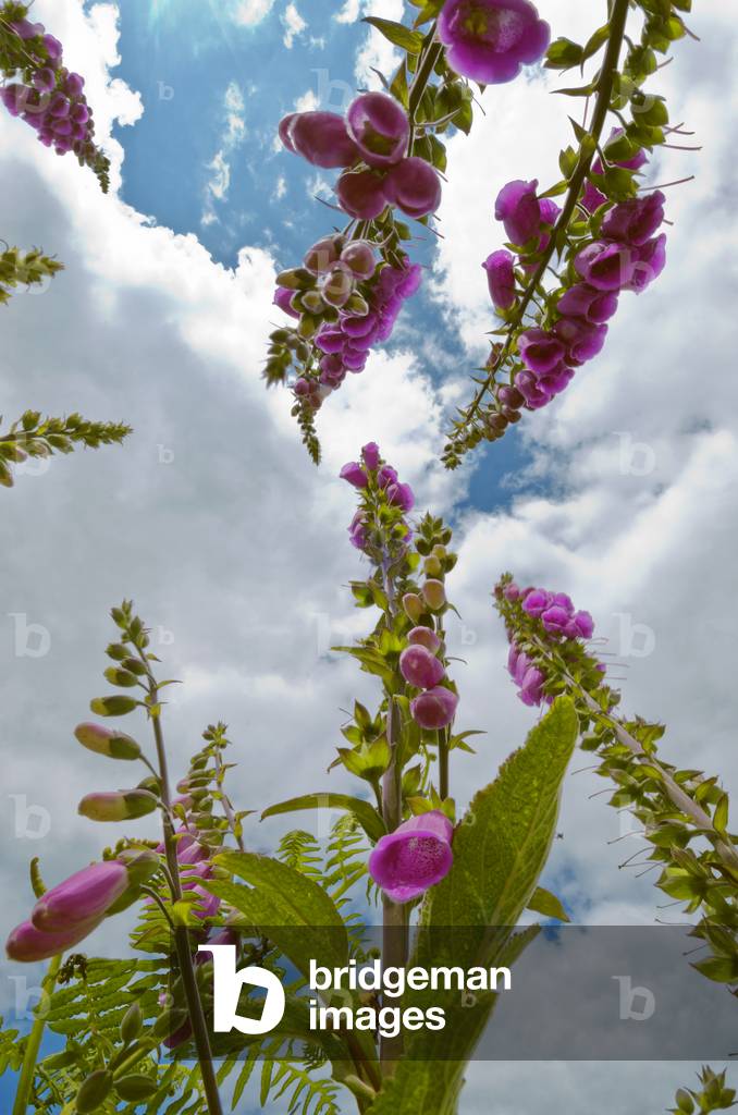 Flowering Foxgloves (Digitalis purpurea) against cloudy summer sky Gower, South Wales, UK (photo)