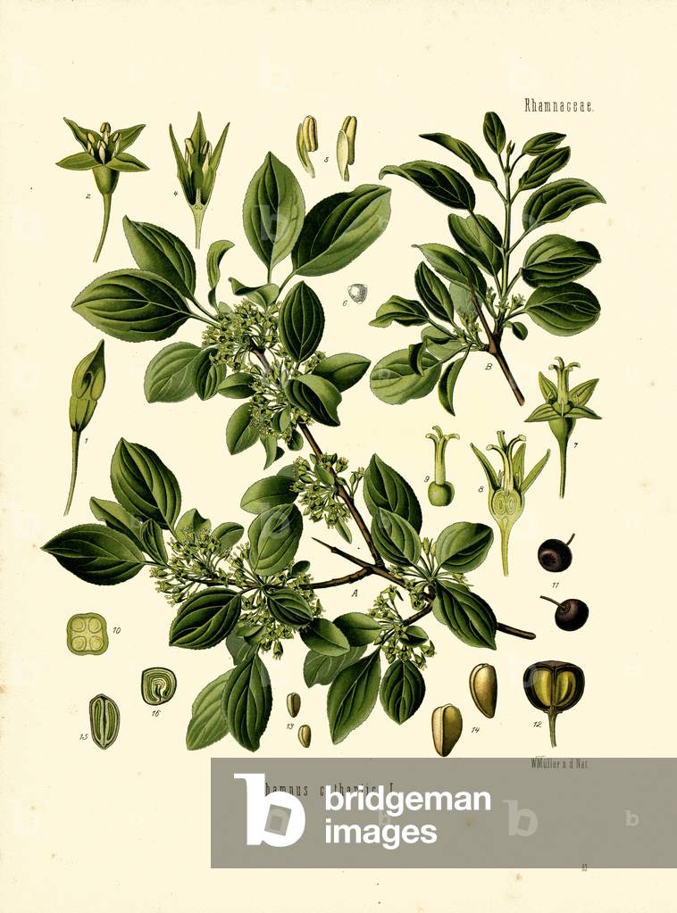 Buckthorn (colour litho)