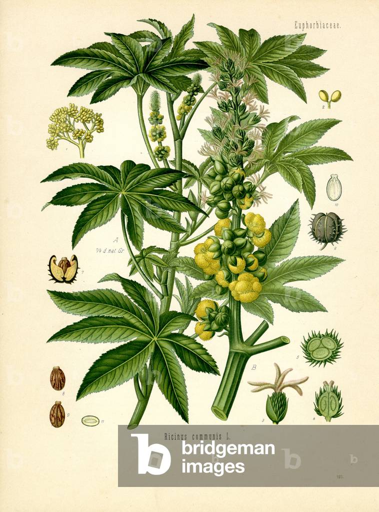 Castor Oil Plant (colour litho)