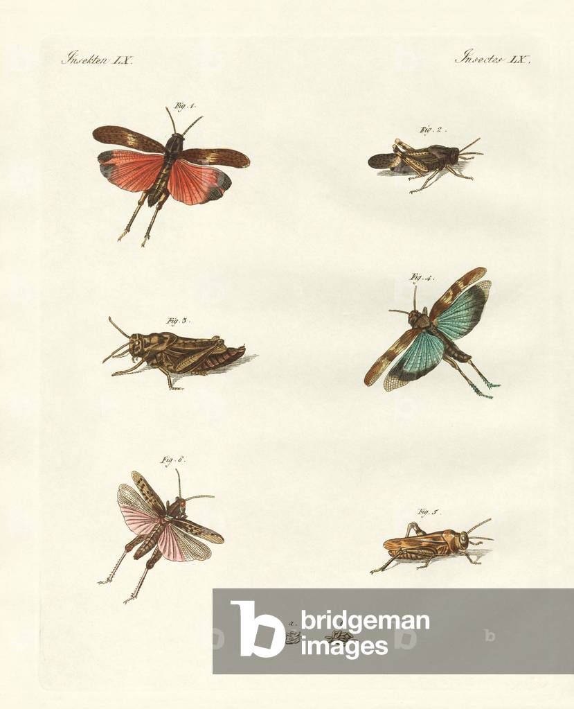 German hoppers (coloured engraving)
