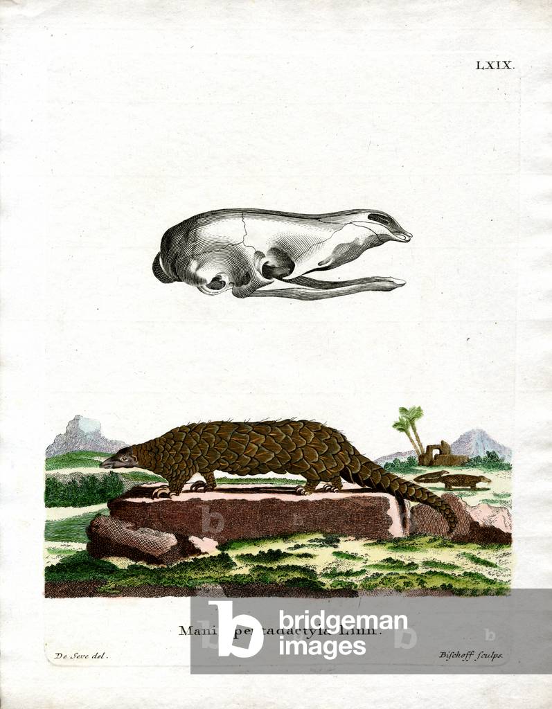 Chinese Pangolin (coloured engraving)