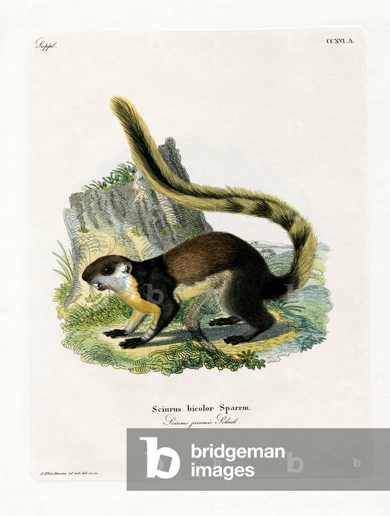 Black Giant Squirrel (coloured engraving)