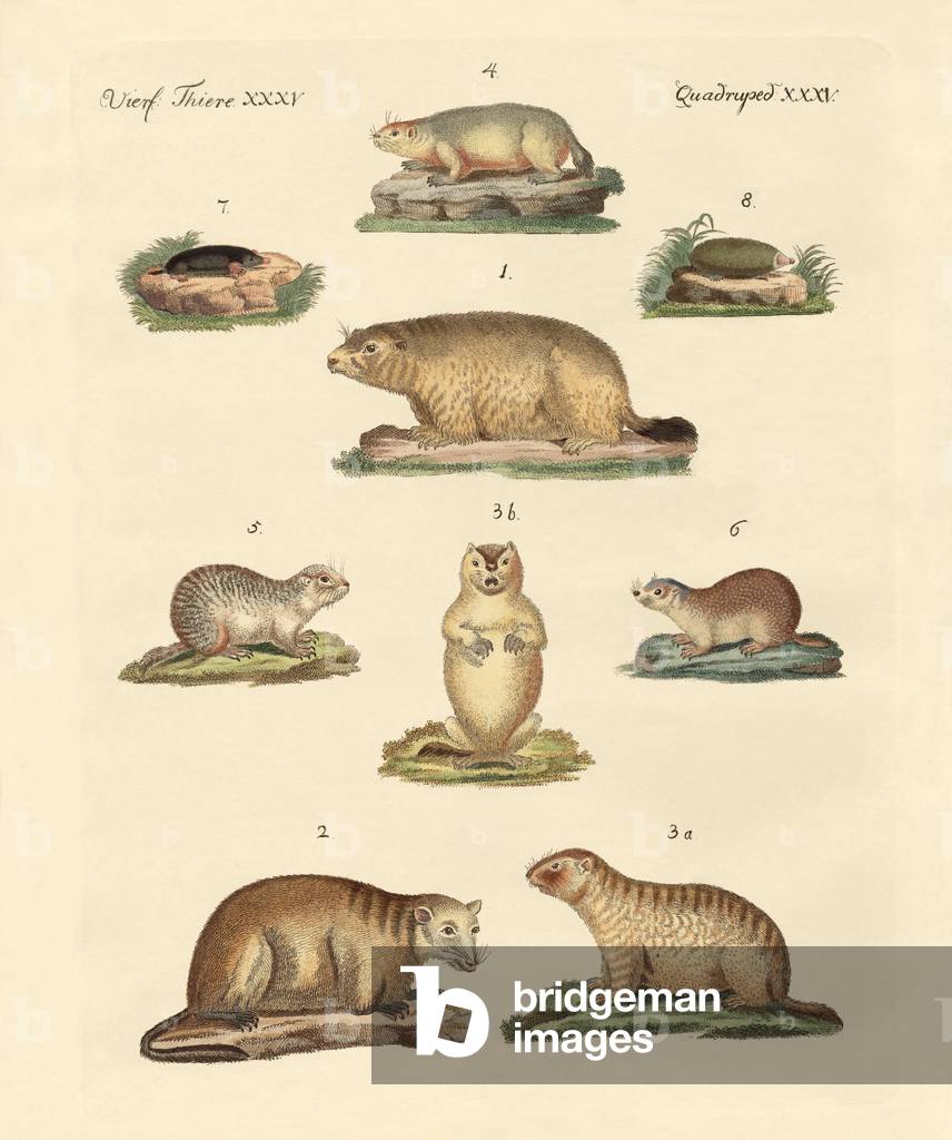 Marmots and moles (coloured engraving)
