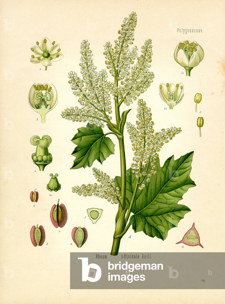 Rhubarb (colour litho)