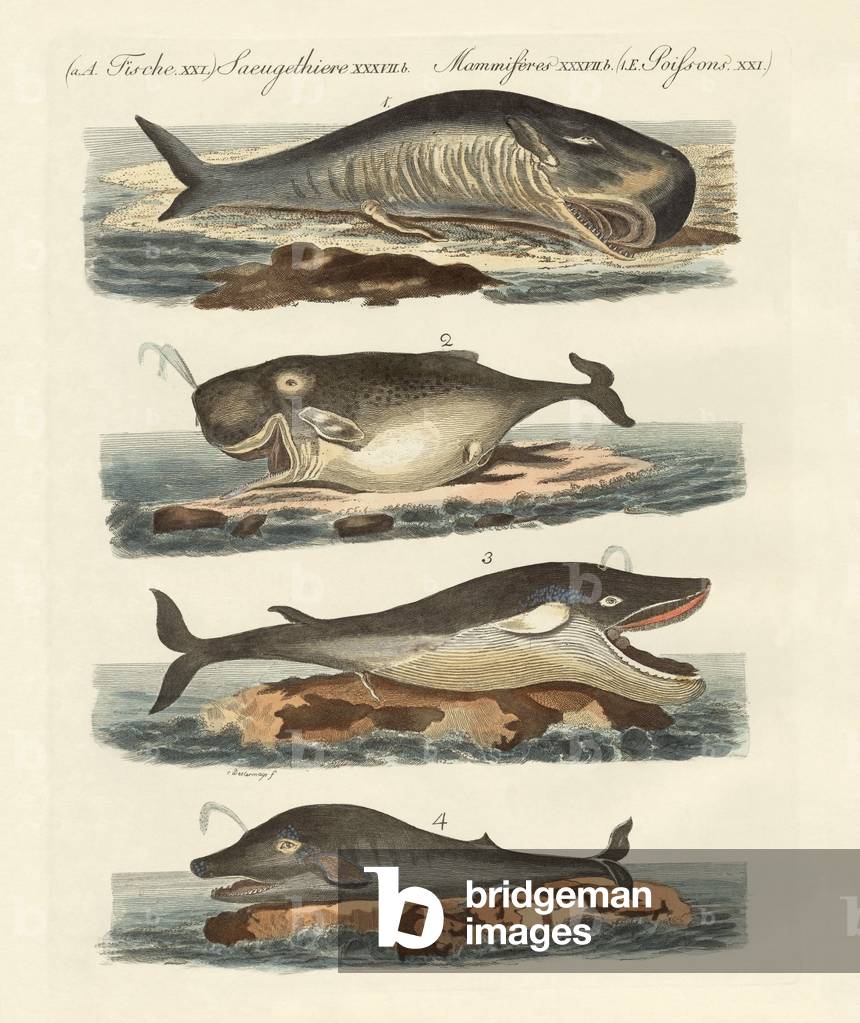 Kinds of whales (coloured engraving)