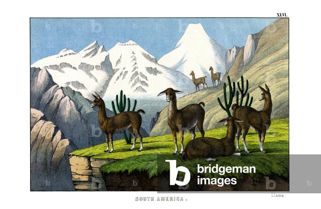 Llama, 1860 (colour litho)