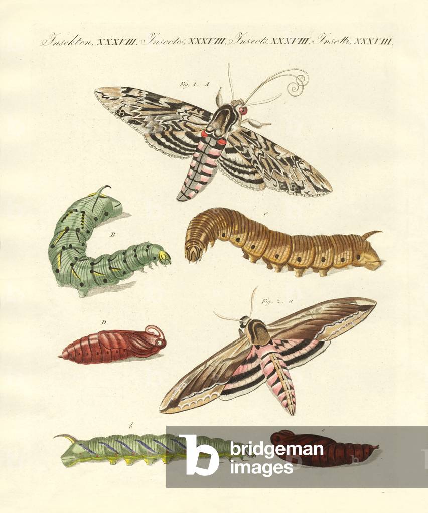 Beautiful German butterflies (coloured engraving)