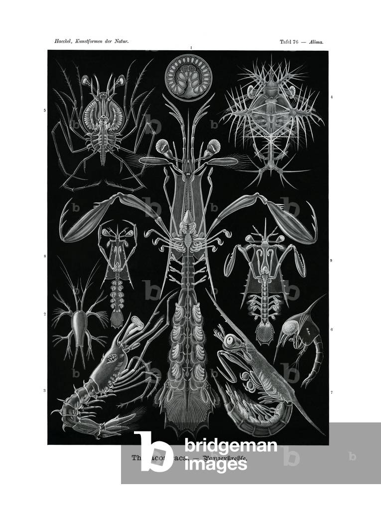 Thoracostraca, 1899-1904 (colour litho)