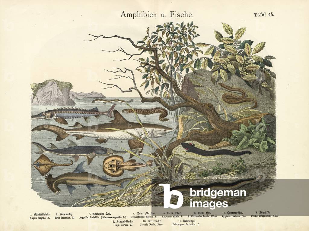 Amphibians and Fishes, c.1860 (colour litho)