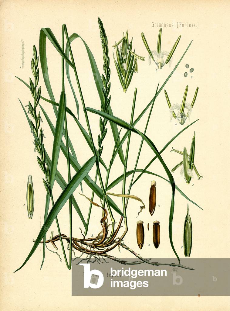 Couch Grass (colour litho)