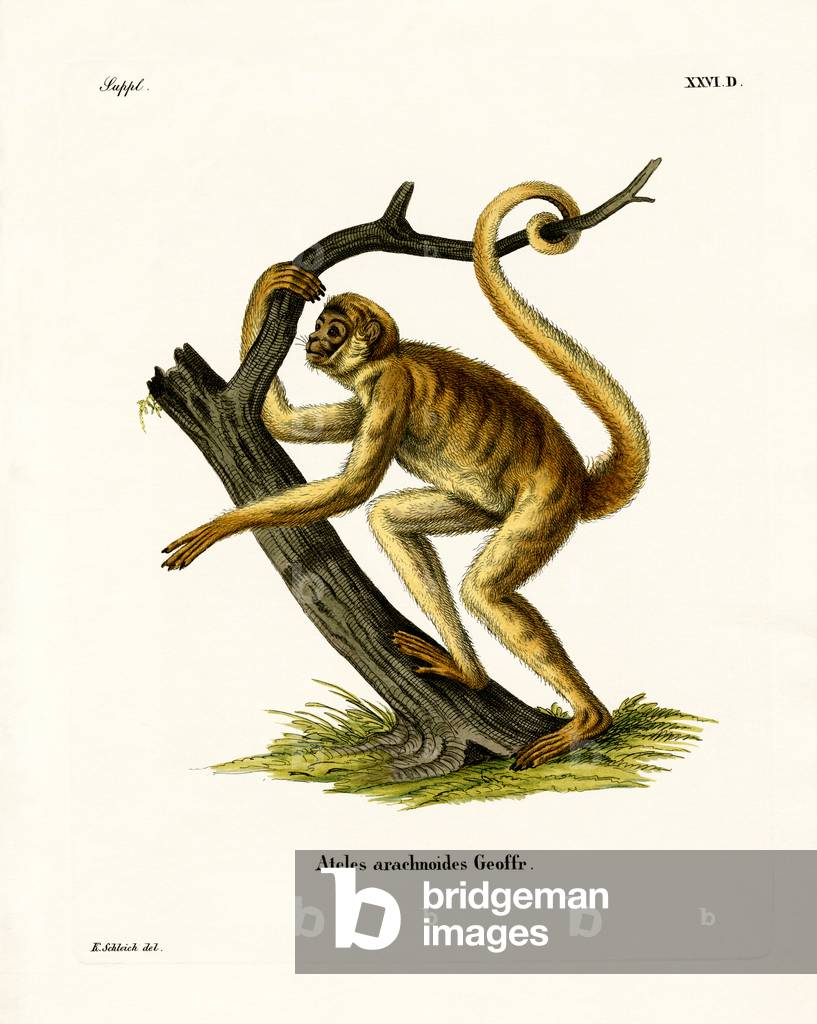 Woolly Spider Monkey (coloured engraving)