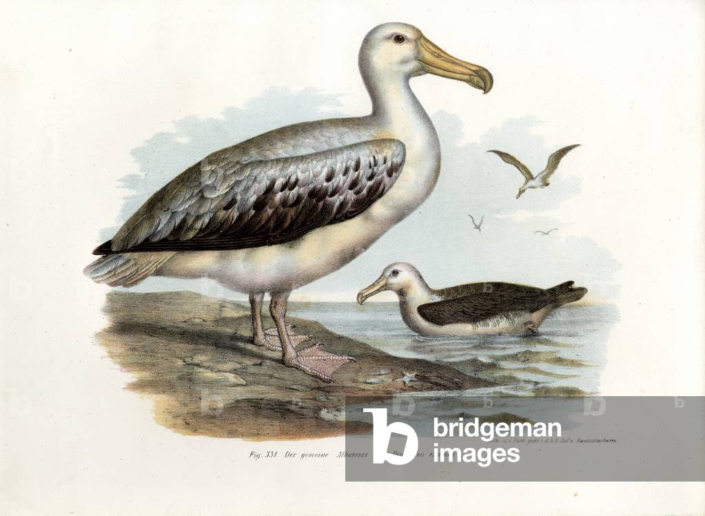 Wandering Albatross, 1864 (colour litho)