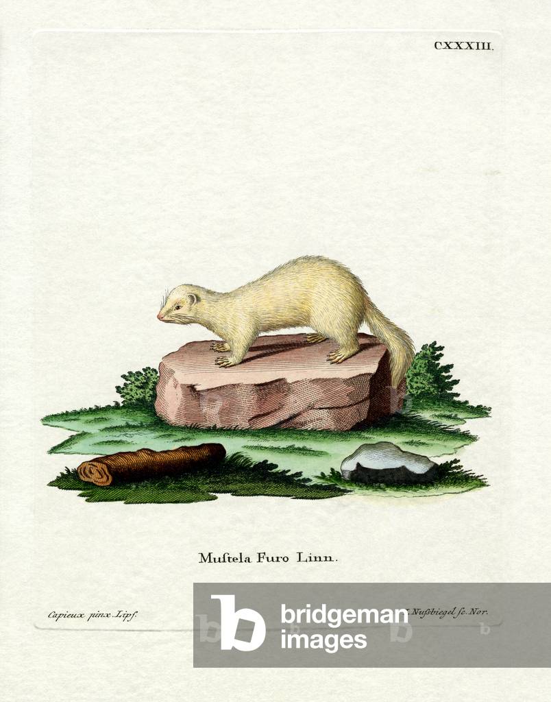 Ferret (coloured engraving)