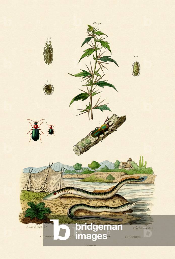 Rough Cockleburr, 1833-39 (coloured engraving)