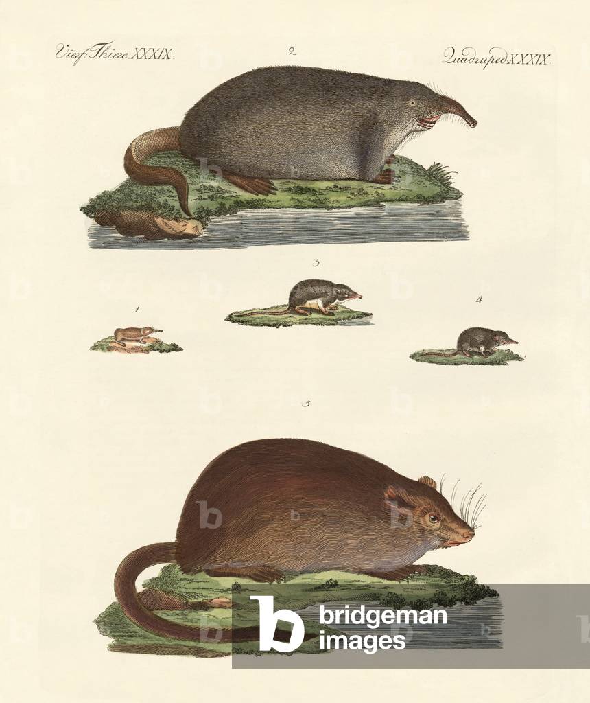 Shrew mice and musk mices (coloured engraving)