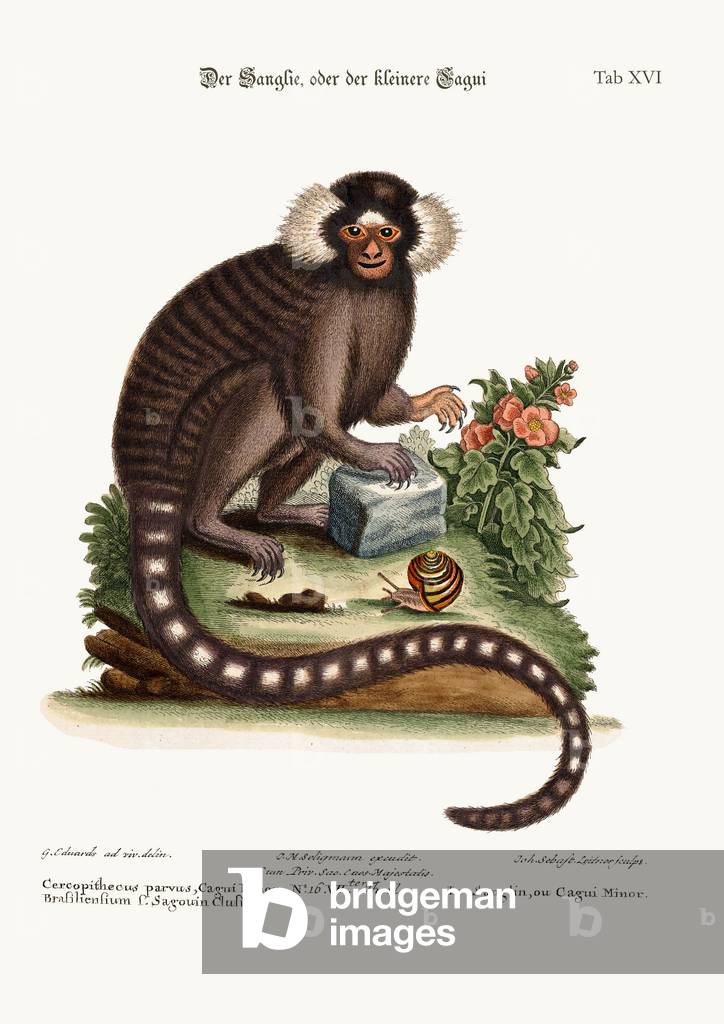 The Sanglin, or Cagui Minor, 1749-73 (coloured engraving)