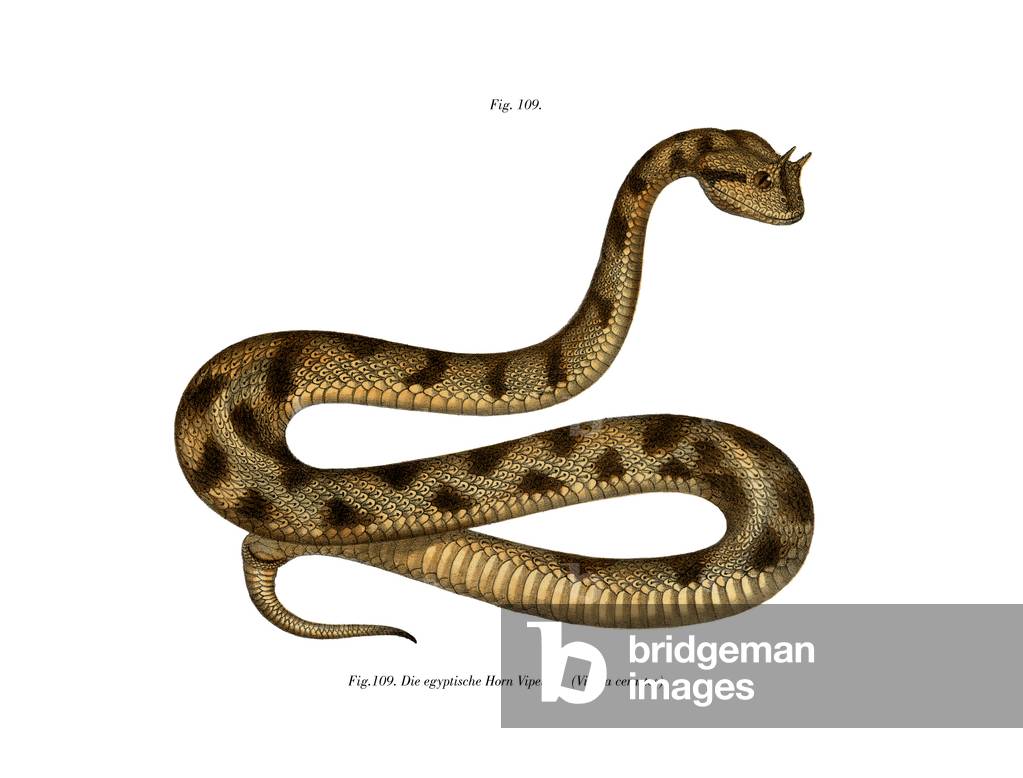 Sahara Sand Viper (colour litho)