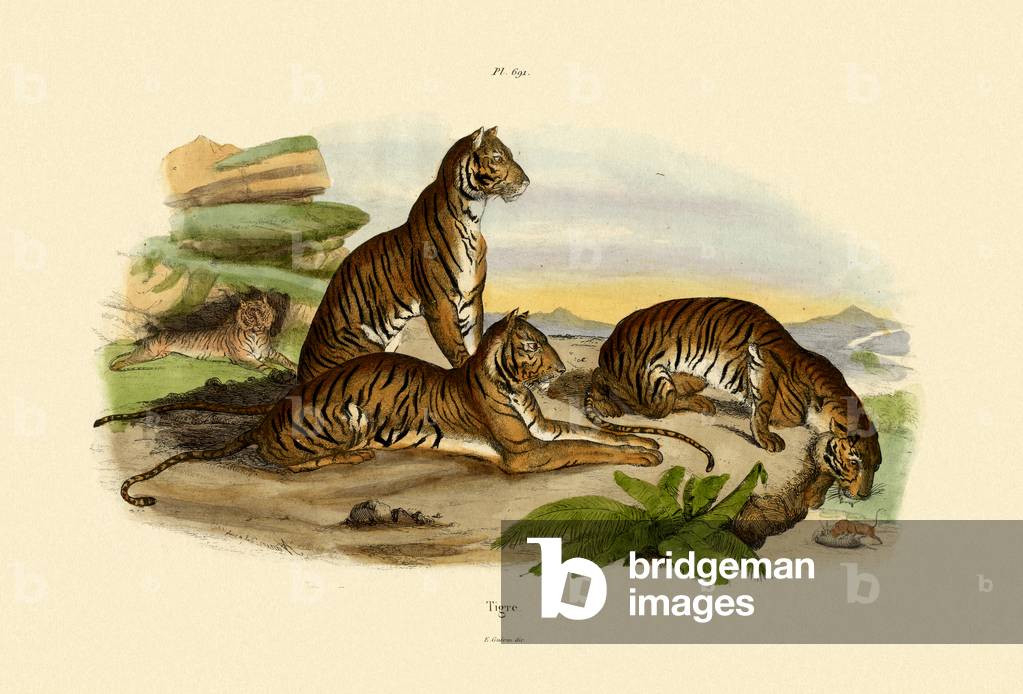 Tigers, 1833-39 (coloured engraving)